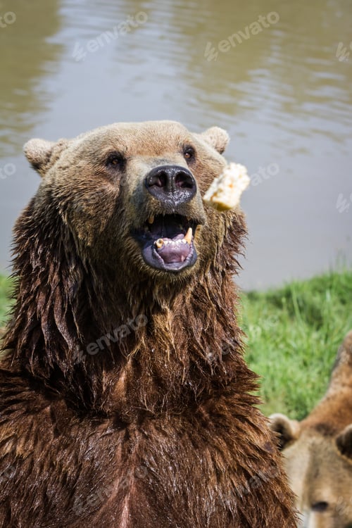 Preview: Throwing Food At An Adult Brown Bear Thats Waiting With His Mouth Open With Good Timing