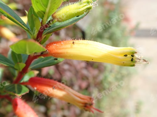 Preview: Red And Yellow Flower