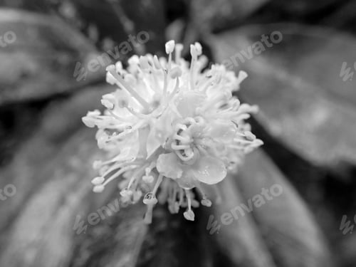 Preview: Flower Outdoors In Black And White