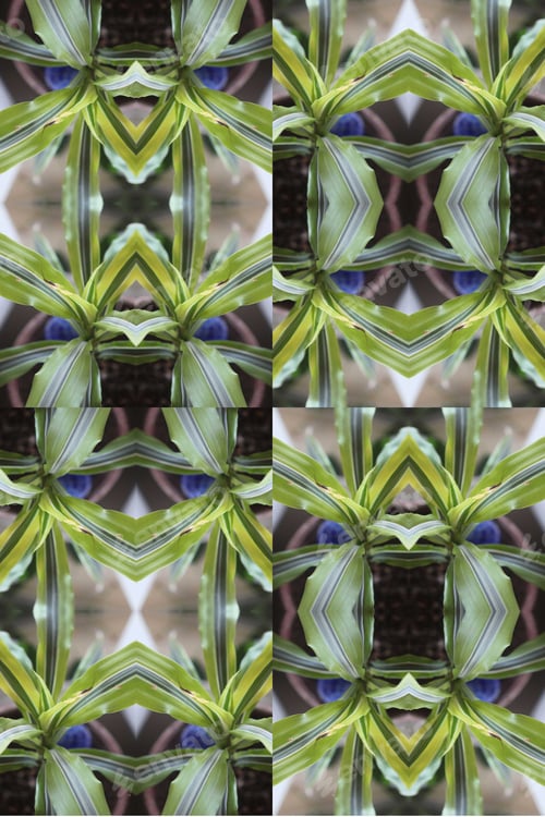 Preview: A Dracaena Reflexa Lemon Surprise Plant Abstract With Vivid Striped Leaves 0481