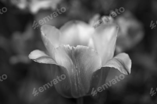 Preview: Tulip In The Sun In Black And White