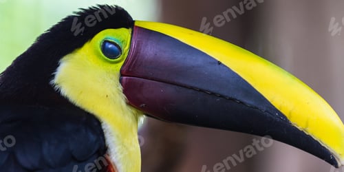 Preview: Close Up Of A Chestnut Mandibled Toucan In Costa Rica