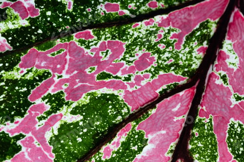 Preview: Close Up Of A Colorful Leaf With Reds, Greens, And White Found On A Plant In Costa Rica