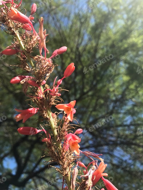 Preview: A Red Yucca Plant With Small Flowers