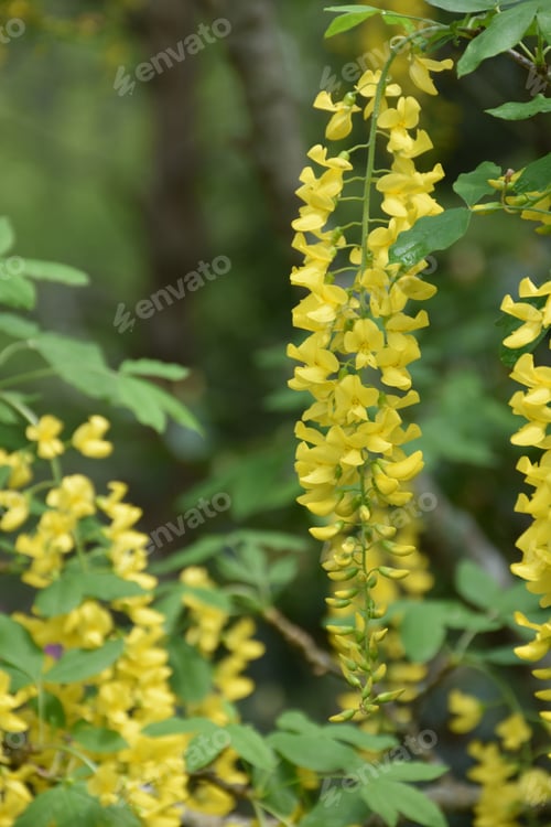 Preview: Spring With Striking Green And Yellow Flower Blossoms.