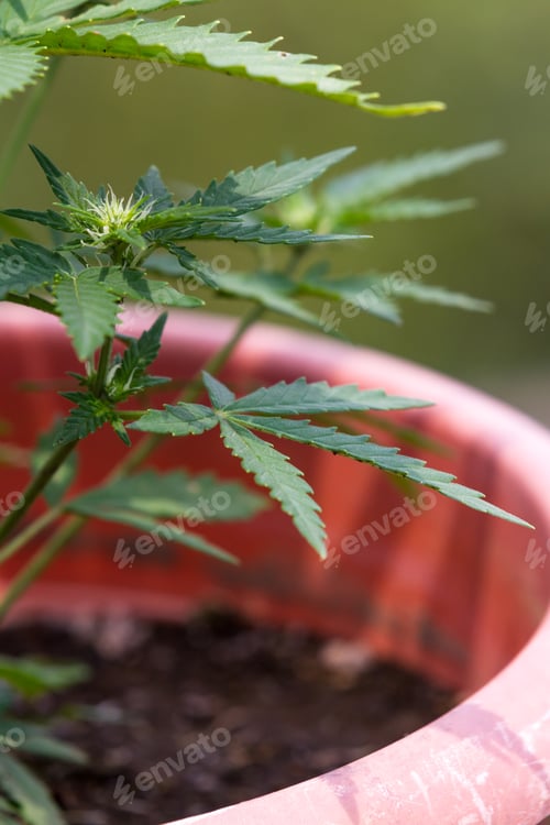 Preview: Close Up Of The Buds On A Small Cannabis Plant Growing Outdoors Under Bright Sunshine