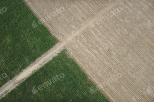 Preview: Aerial View Of Farm. Sugar Cane Agriculture.
