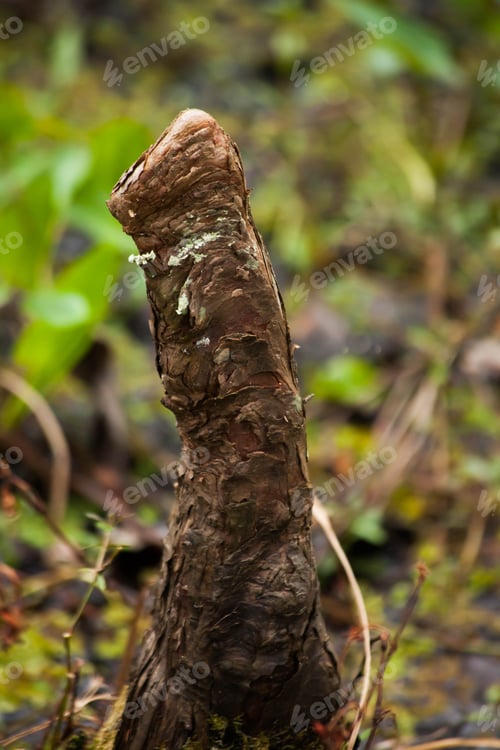 Preview: Cypress Knees Growing In A Swamp