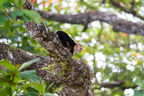 Preview: White Faced Monkey In Manuel Antonio Natural Park In Costa Rica