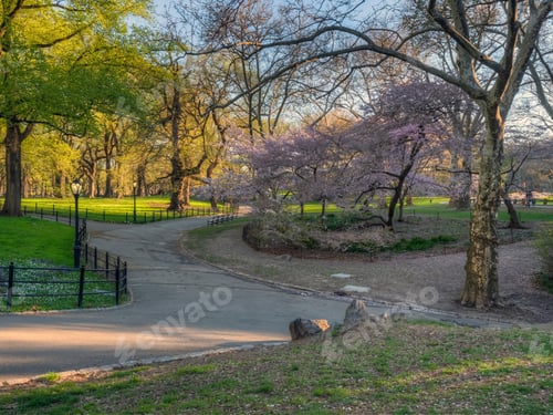 Preview: Spring In Central Park, New York City With Cherry Tress In Bloom In Early Morning