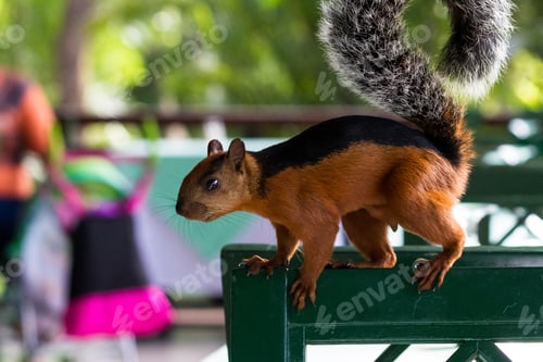 Preview: Cute Red Squirrel With A Black Stripe On Its Back Inside Of A Resort Restaurant Asking Tourists For