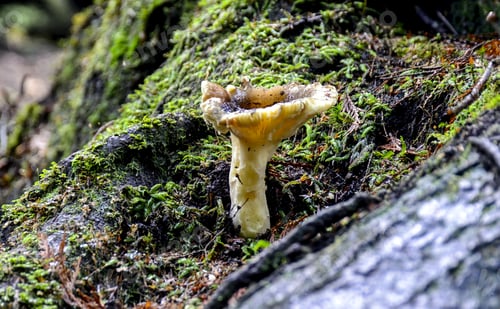 Preview: Mushroom Of After Grown On The Tree 2