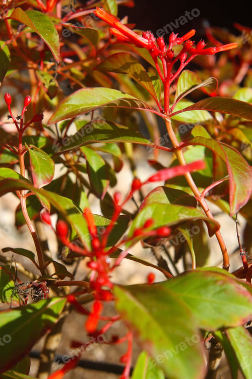 Preview: A Closeup Of A Firebush Plant With Bright Red Flowers 1771