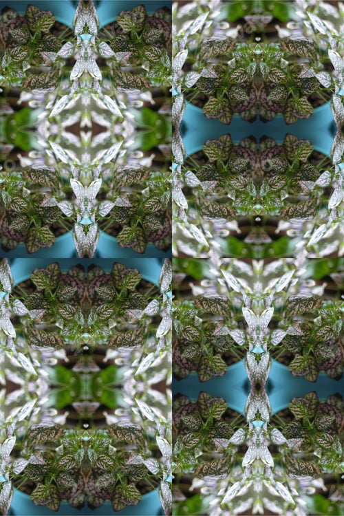 Preview: A Potted Pink Splash Plant Abstract With Lush Spotted Leaves 0275