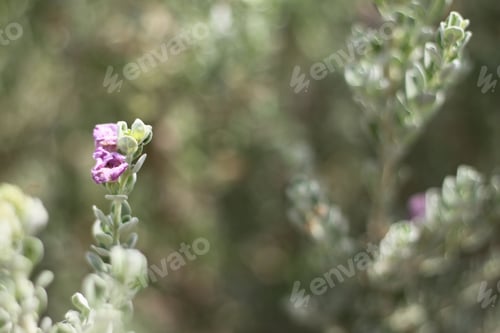 Preview: A Barometerbush Plant With Purple Flowers 0669