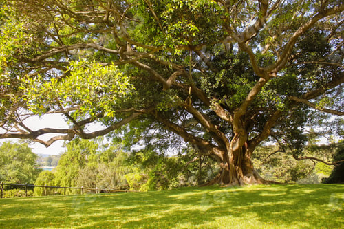 Preview: Australia Sydney Royal Botanic Gardens
