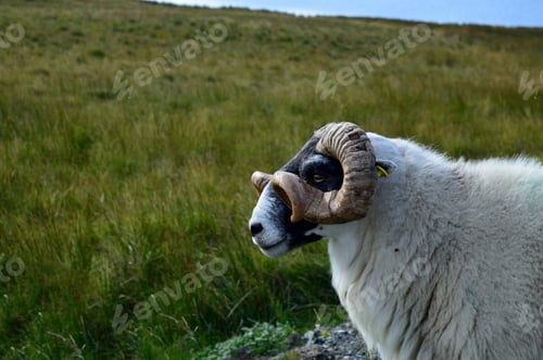 Preview: Large Horned Sheep In A Field In Scotland