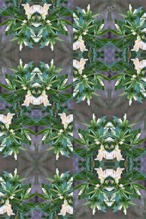 Preview: An Adenium Plant Abstract With Ivory White Flower Buds 0264