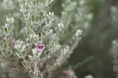 Preview: A Barometerbush Plant With Purple Flowers 0819