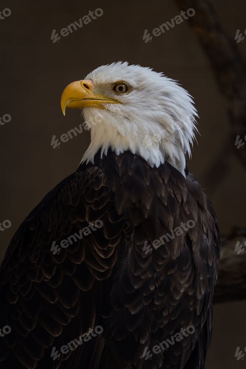 Preview: Closeup Portrait Of An American Bald Eagle With A Dark Background