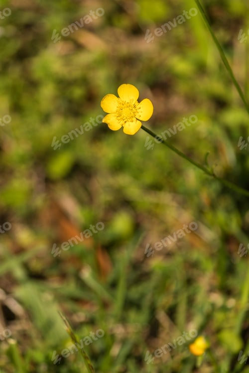 Preview: Pretty Little Yellow Flower In A Meadow