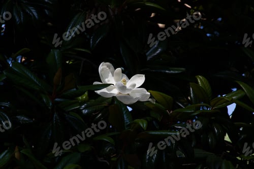 Preview: Blossom From A Magnolia Tree Outdoors