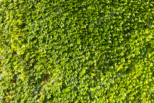 Preview: Natural Background