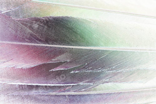 Preview: Feather Texture - Color Background - Enhanced Vivid Beauty