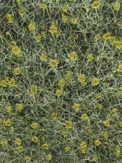 Preview: Mulinum Spinosum, Apiaceae. Plant With Leaves Like Thorns From Arid Climate. Desert. Nobody