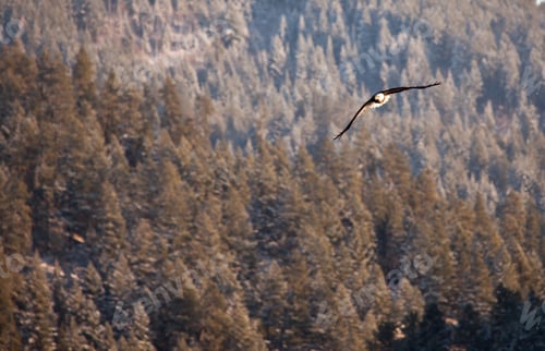 Preview: Bald Eagle In The Air Fishing In Coeur D Alene Lake In Idaho
