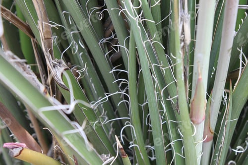 Preview: The Blades Of A Red Yucca Plant 5525