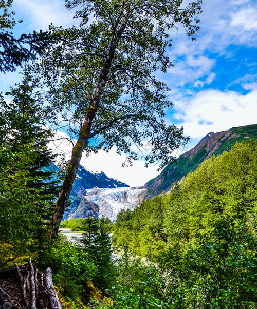 Preview: An Alaskan Glacier Taken Downriver With Forest Greenery In The Foreground