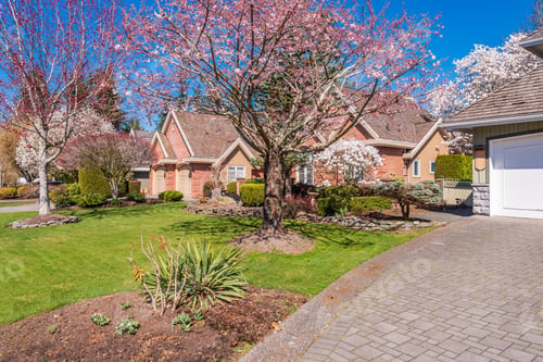 Preview: Houses In Suburb With Spring Blossom In The North America. Luxury Houses With Nice White And Pink