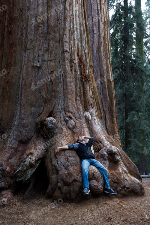 Preview: Young Man Sitting On The Base Of A Giant Sequoia Tree In California