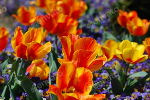 Preview: Blooming And Flowering Yellow And Red Tulip Garden.