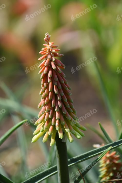 Preview: Garden With A Blooming And Flowering Torch Lily.