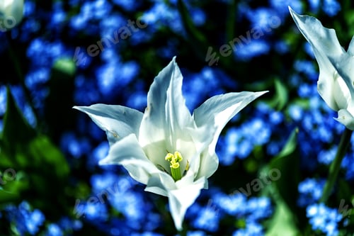 Preview: Pure White Tulip Closeup With Blue Forget Me Not Together Background
