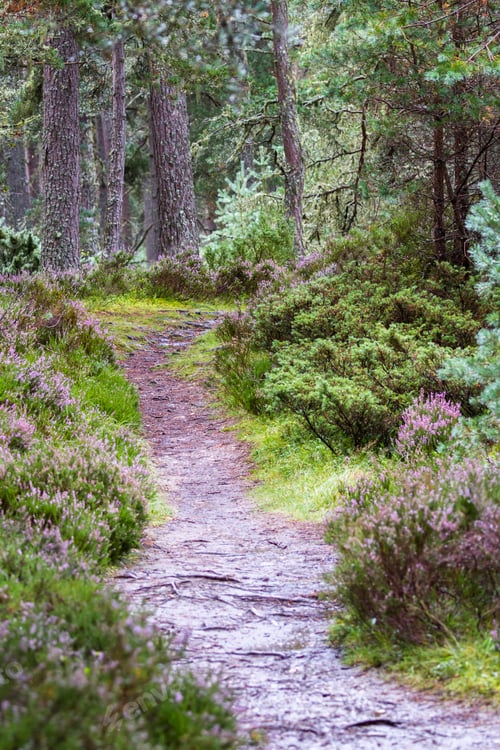 Preview: Walk Path Thru The Scottish Highlands With Fresh Green Grass And Purple Heather Blooming Under The
