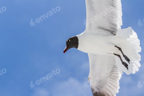 Preview: Close Up Of A Flying Seagull Over A Blue Sky