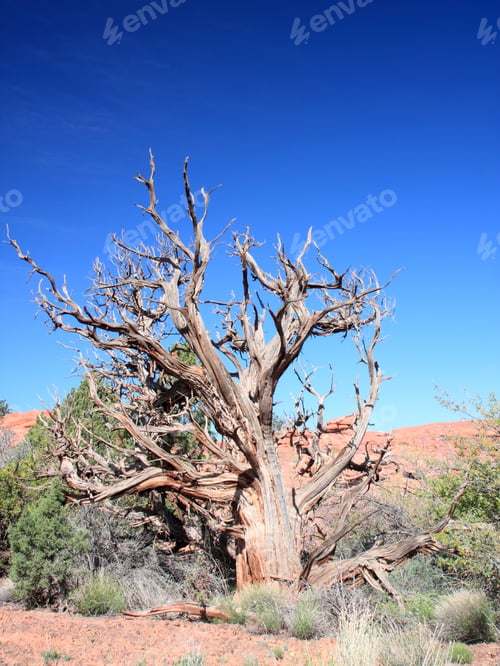Preview: Tree In Canyonlands National Park, Utah, Usa
