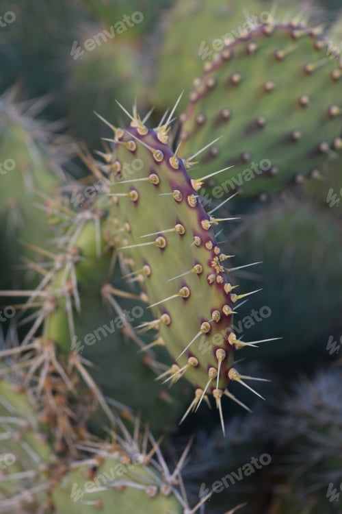 Preview: Desert Garden With A Wild Prickly Pear Cactus.