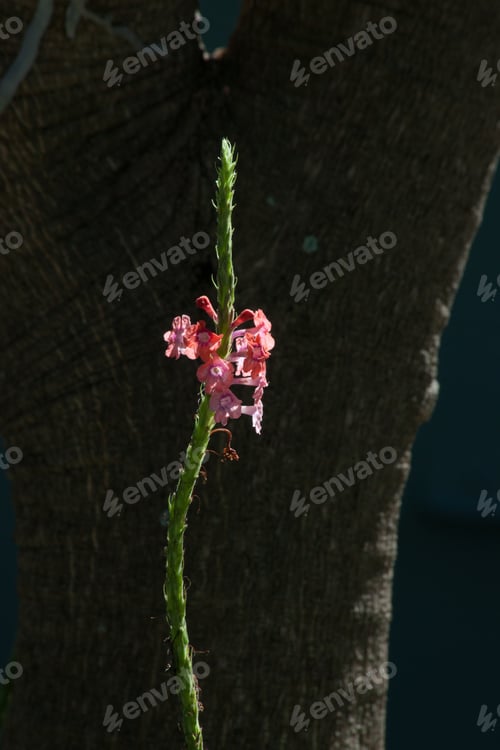 Preview: Pink Flower Outdoors In The Sunshine