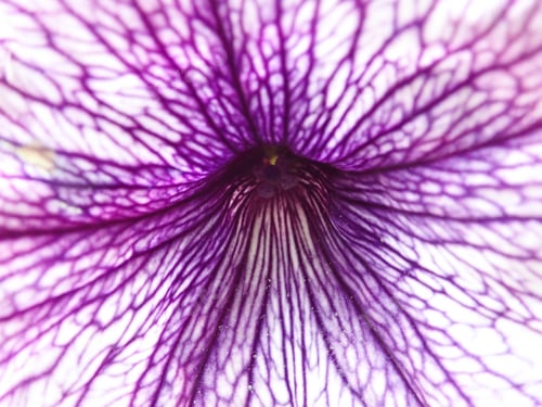 Preview: Flower With Purple Veins, Close Up