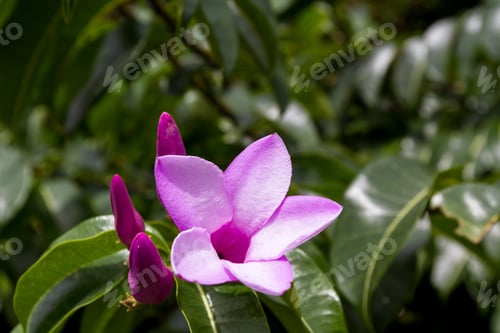 Preview: Close Up Of A Beautiful Purple Flower With Five Delicate Petals With A Group Of Blooms Ready To