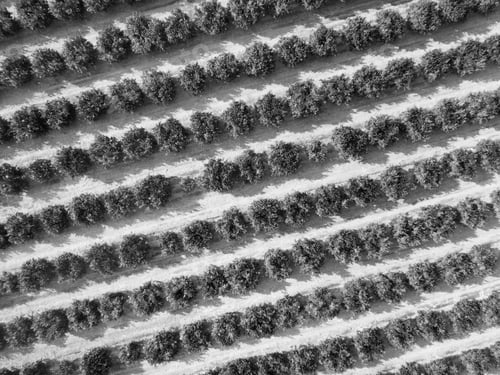 Preview: Aerial Image Of Agriculture Field. Fruit Field. Industrial Agriculture.
