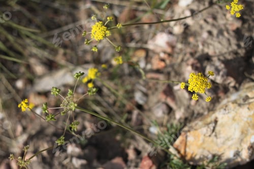 Preview: A Cluster Of Golden Alexander Zizia Aurea Wildflowers 8805