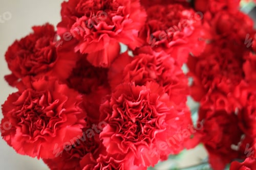 Preview: A Bouquet Of Red Carnations 6032