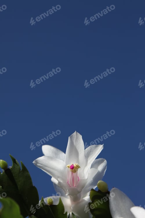Preview: A Closeup Of A Christmas Cactus With White Flowers In A Terracotta Pot. 4367