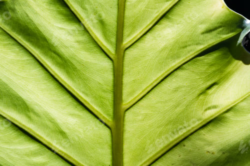 Preview: Close Up Of A Green Leaf For A Natural Texture Or Background