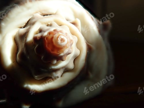 Preview: Sea Shell Close Up End